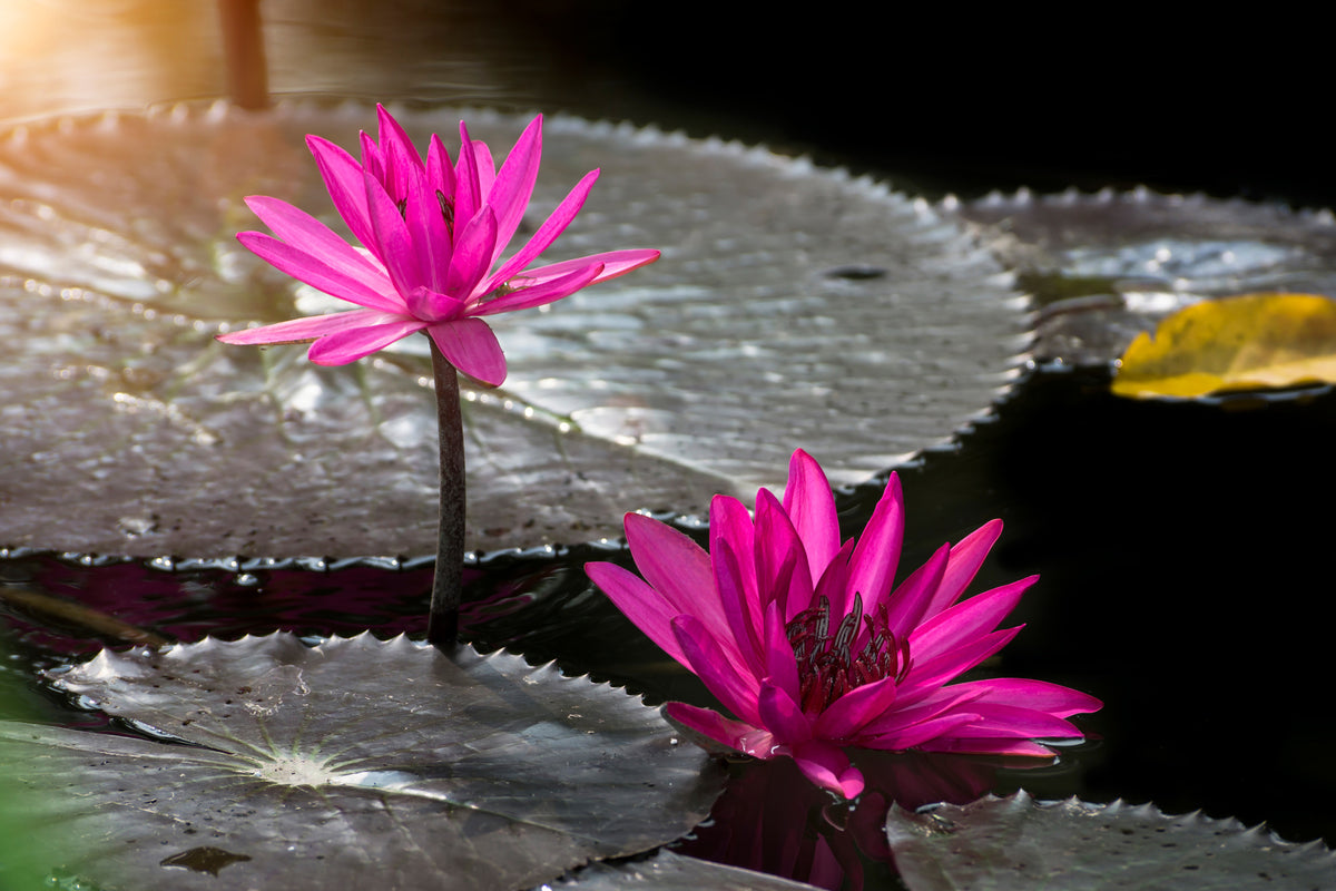canvas-print-water-lily-in-the-morning-dew