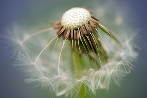 poster-print-dandelion-close-up