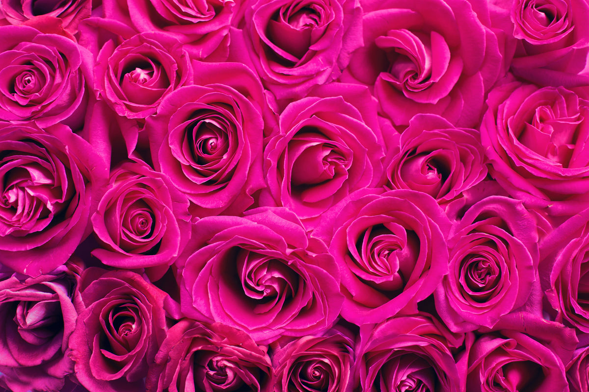 aluminium-print-rose-petals-in-pink
