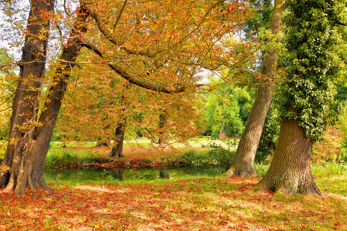 framedposter-print-in-the-middle-of-autumn-trees