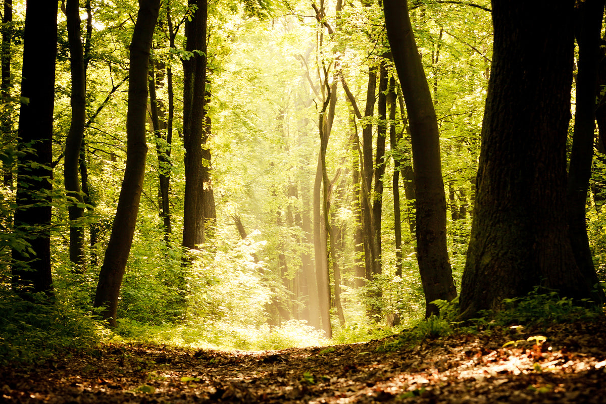 aluminium-print-sunrise-in-the-forest