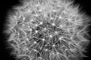3-piece-canvas-print-dandelion-in-xxl