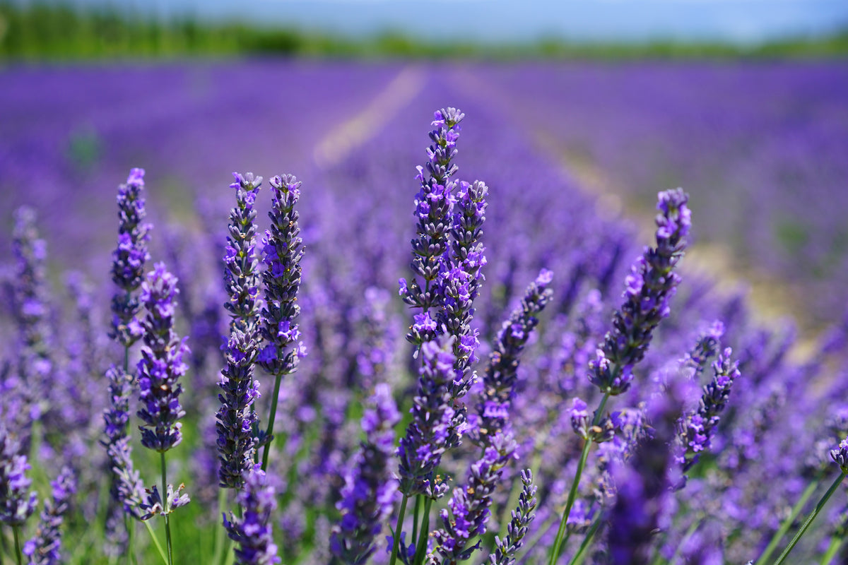 3-piece-aluminium-print-the-lavender-flowers