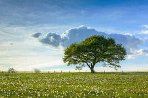 acrylic-print-spring-tree
