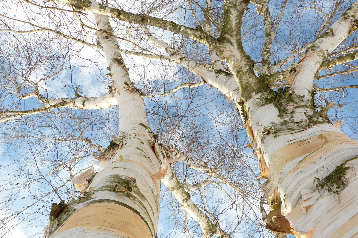 3-piece-acrylic-print-the-2-birches