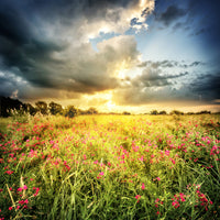 canvas-print-flowers-landscape