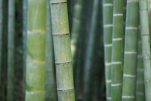 framedcanvas-print-bamboo-in-xxl