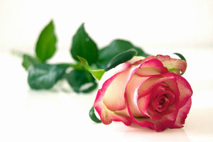 canvas-print-the-proud-rose