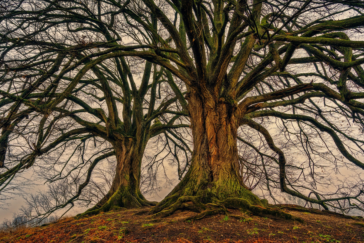 aluminium-print-ghostly-trees