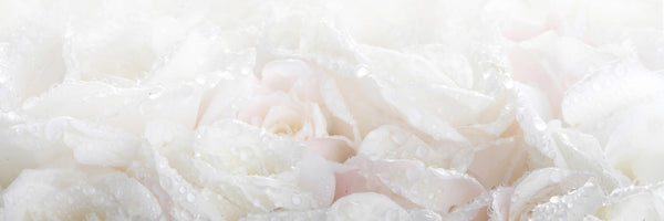 panoramic-acrylic-print-white-roses-in-the-morning-dew-panorama