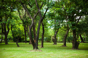 framedposter-print-cherry-garden