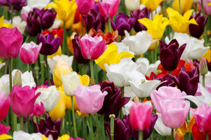 3-piece-acrylic-print-colorful-tulip-field