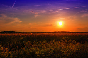 modern-3-piece-canvas-print-sunset-at-the-flower-field