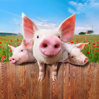 4-piece-acrylic-print-pig-in-luck