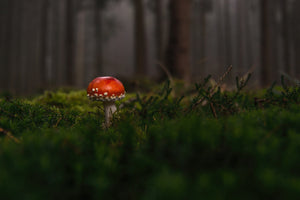 poster-print-a-mushroom-in-the-forest