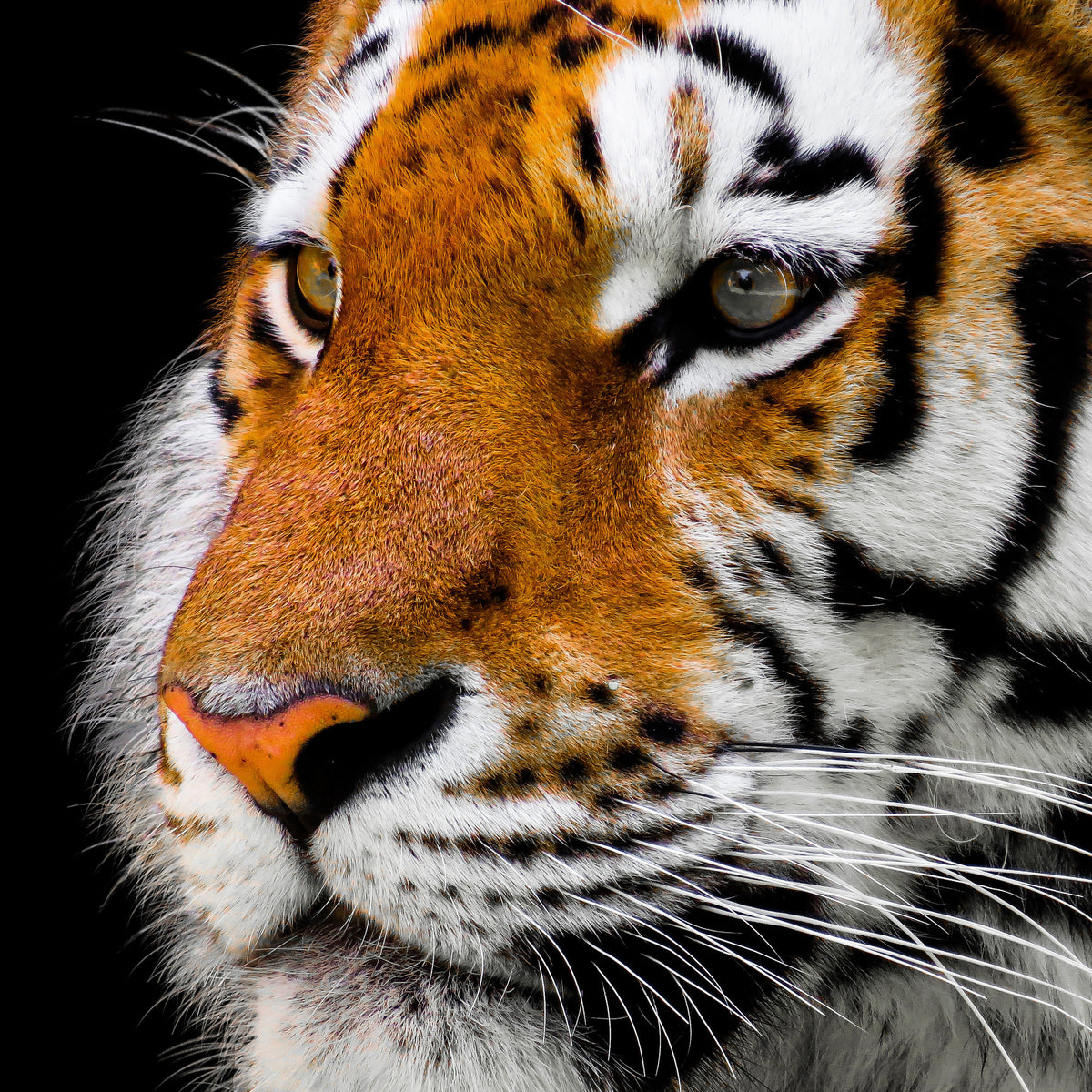poster-print-close-up-tiger-head