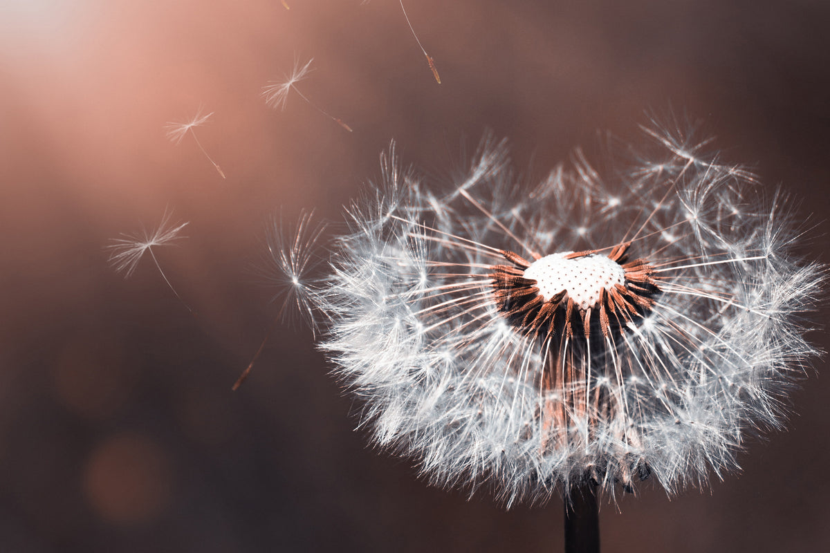 3-piece-acrylic-print-dandelion-in-the-evening-light