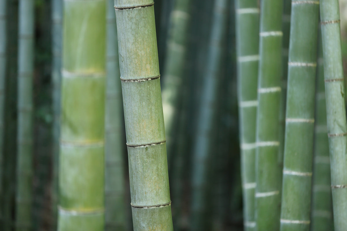 canvas-print-bamboo-in-xxl