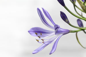 framedcanvas-print-lily-flower-in-purple