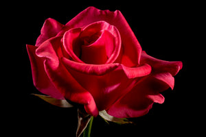 framedposter-print-the-flower-of-love