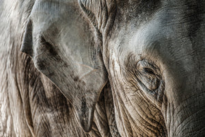 3-piece-acrylic-print-close-up-elephant
