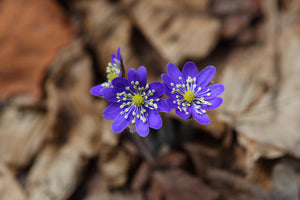 3-piece-aluminium-print-wildflowers