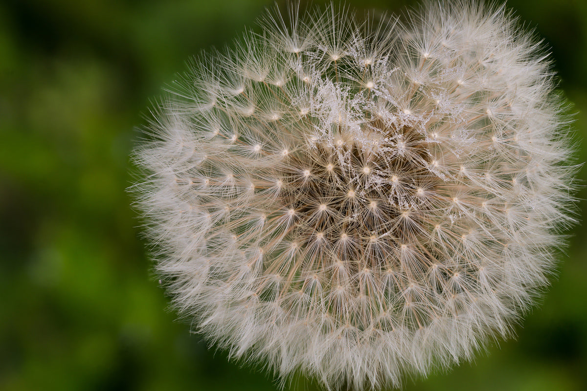modern-3-piece-canvas-print-the-dandelion-in-nature