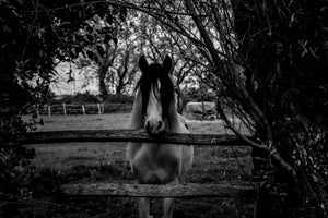 canvas-print-the-horse-sw