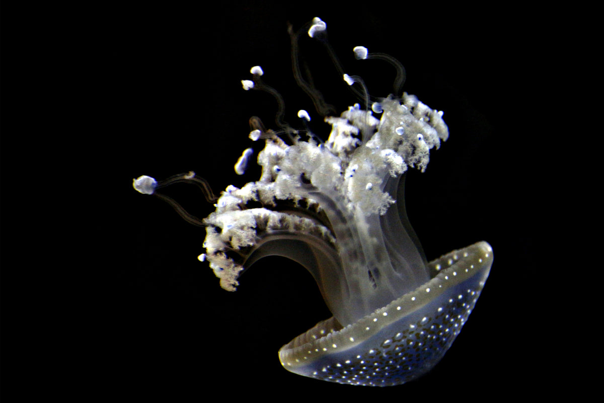canvas-print-fascinating-jellyfish