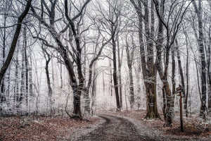 modern-3-piece-acrylic-print-wintry-forest