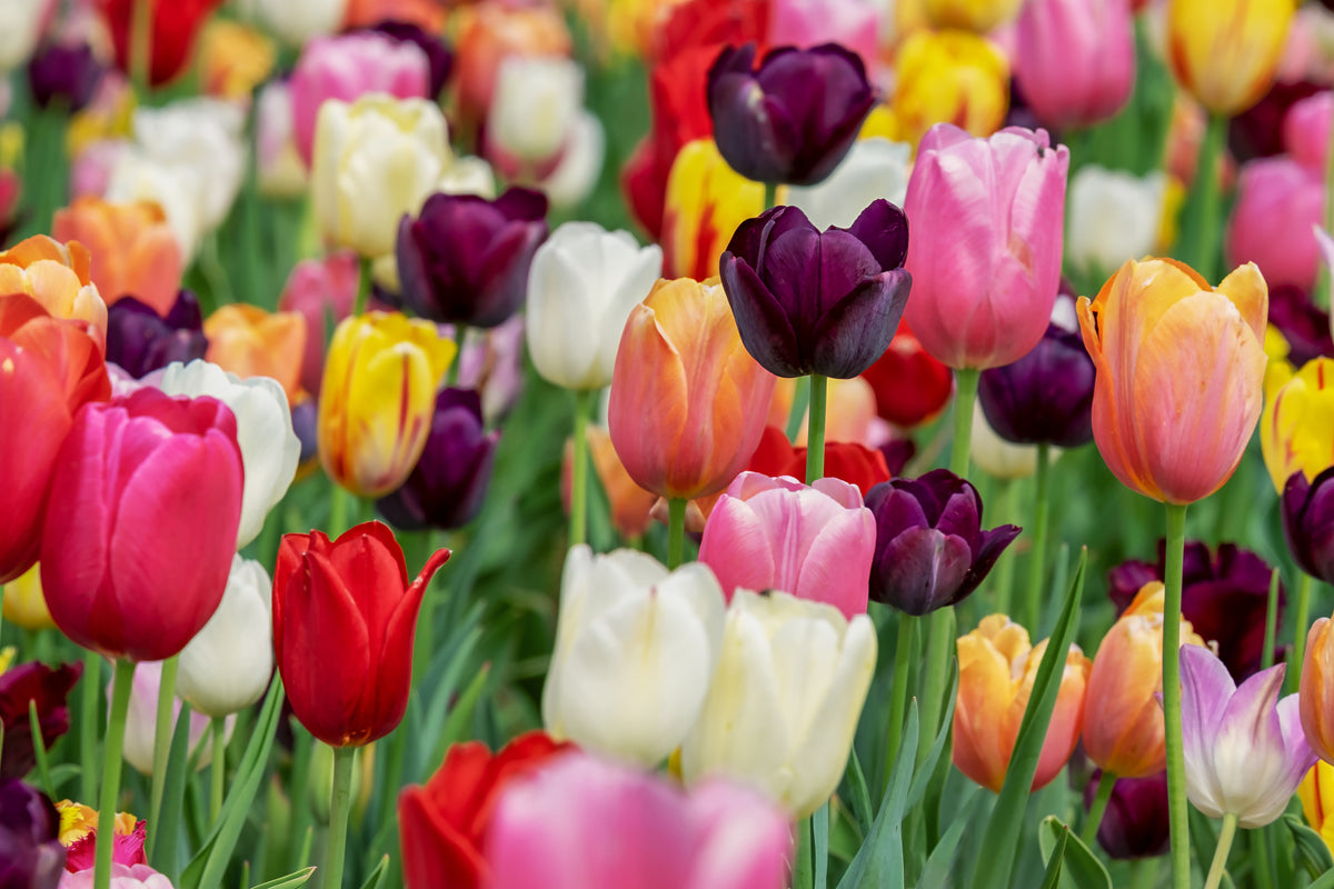 3-piece-canvas-print-the-colors-of-the-tulips