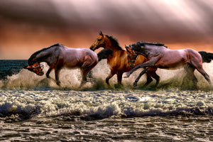 poster-print-freedom-for-horses