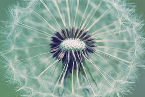 modern-3-piece-canvas-print-close-up-dandelion