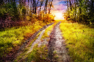 framedcanvas-print-the-forest-path