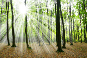 3-piece-aluminium-print-magic-light-in-the-trees