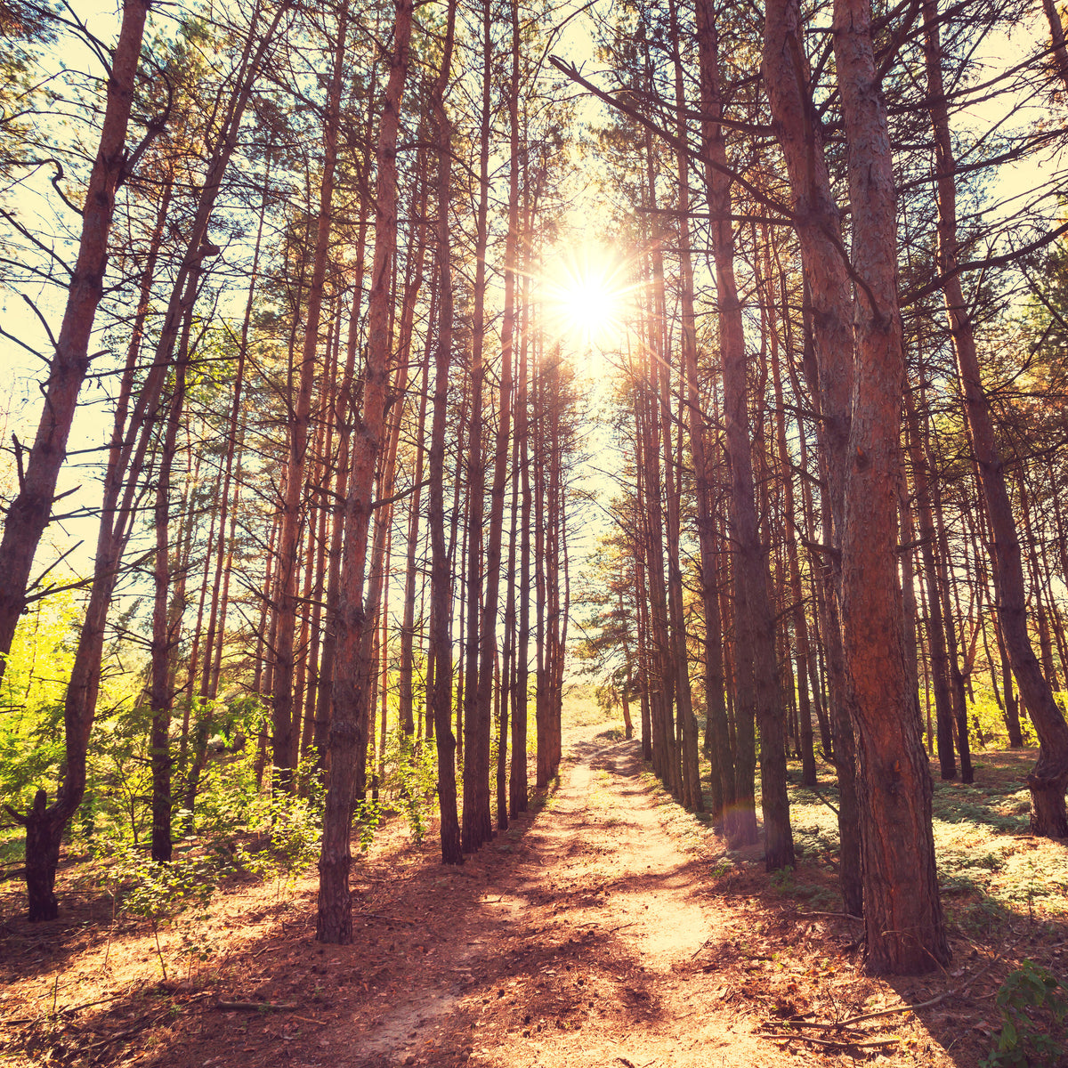 canvas-print-light-at-the-end-of-the-forest-path