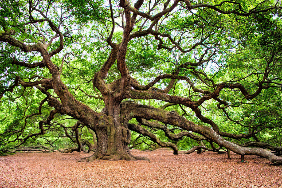 aluminium-print-the-oak