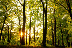 canvas-print-sunset-between-trees