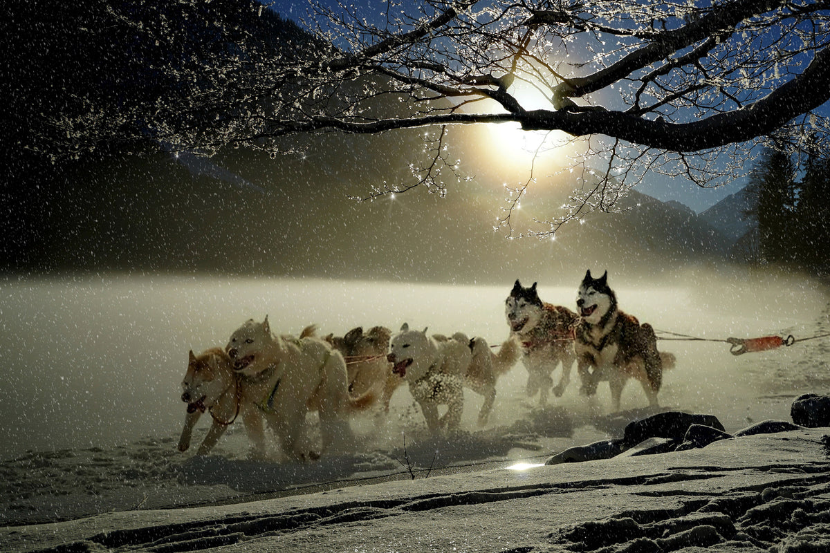 framedposter-print-huskies