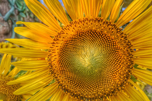 3-piece-aluminium-print-inflorescence-of-a-sunflower
