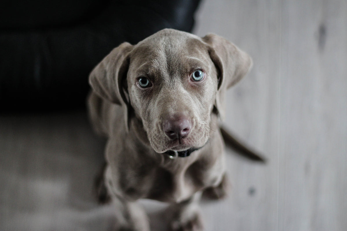3-piece-acrylic-print-the-weimaraner