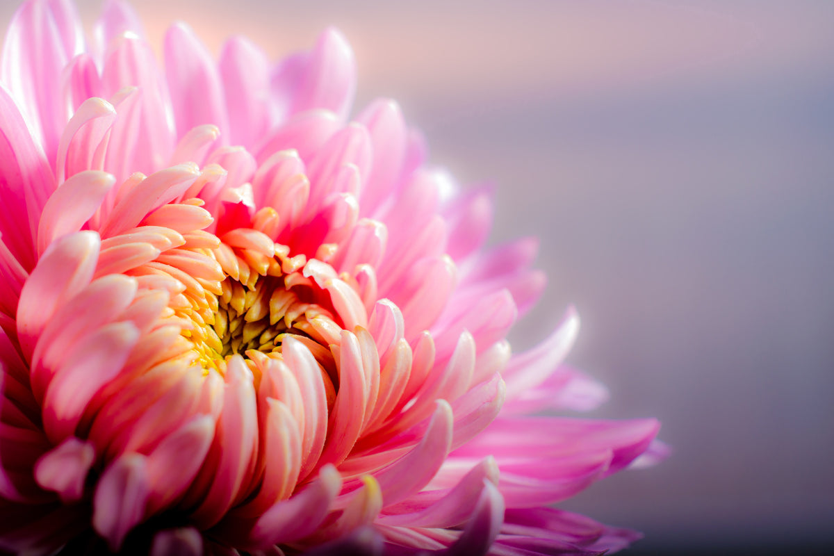 aluminium-print-macro-chrysanthemum