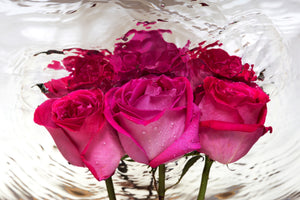 framedposter-print-the-rose-reflection