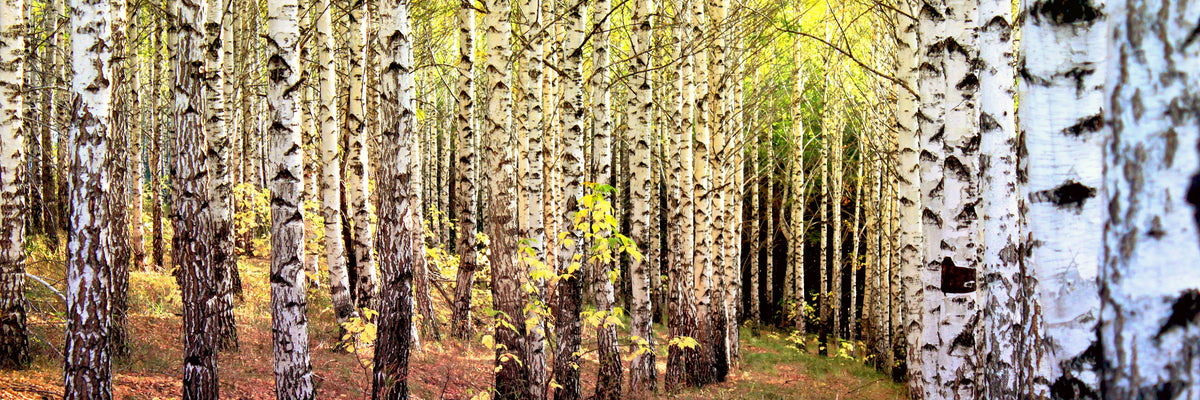panoramic-3-piece-canvas-print-the-path-between-birches-panorama
