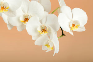 framedposter-print-white-orchid-flowers