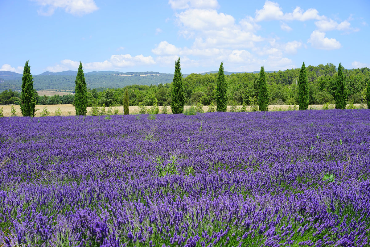 3-piece-acrylic-print-magnificent-lavender-field
