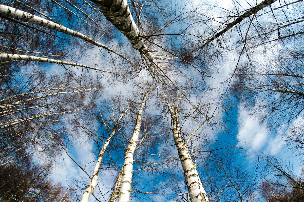 3-piece-acrylic-print-birch-crowns