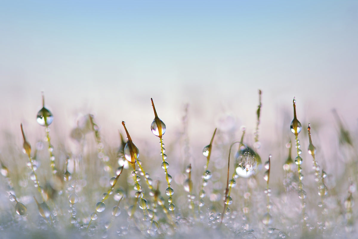 poster-print-the-dew-drops