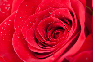modern-3-piece-acrylic-print-red-rose-in-morning-dew