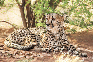3-piece-canvas-print-sun-cheetah